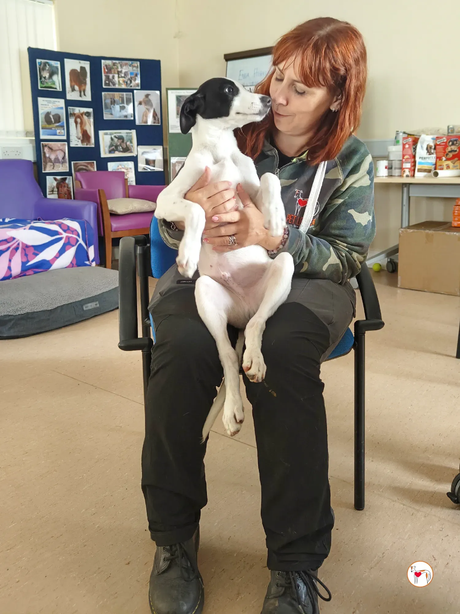 josh grey cucciolo adozione 31