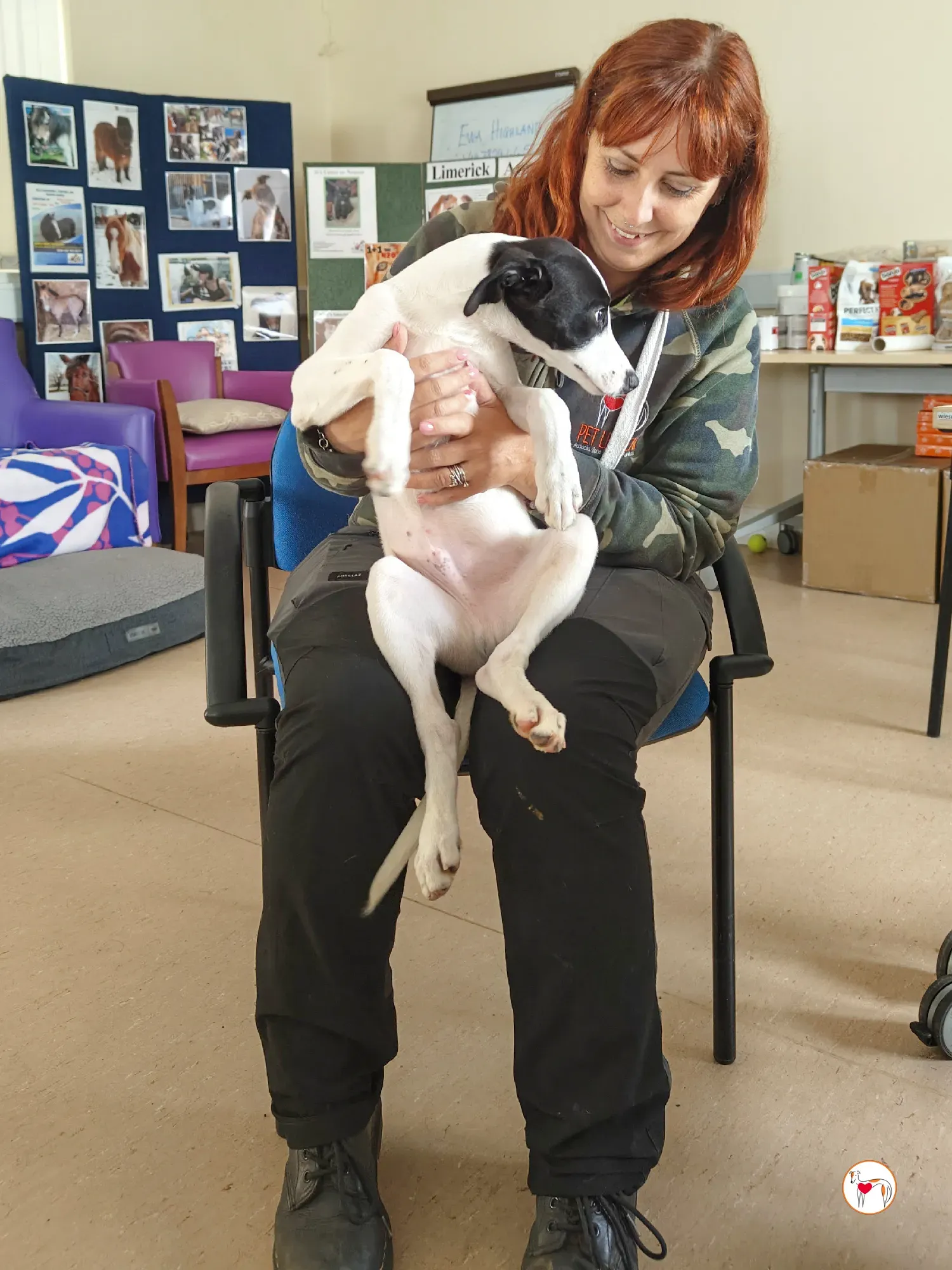 josh grey cucciolo adozione 32