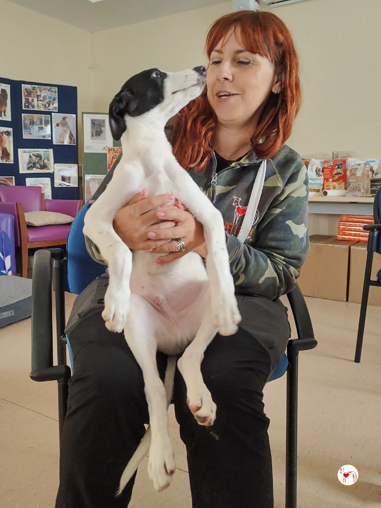 josh grey cucciolo adozione 33