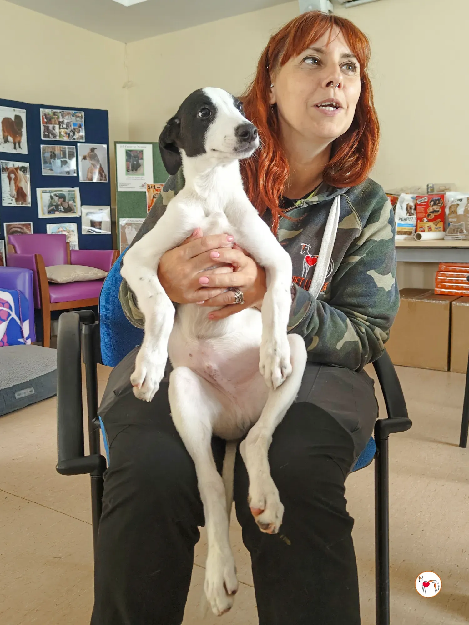 josh grey cucciolo adozione 34