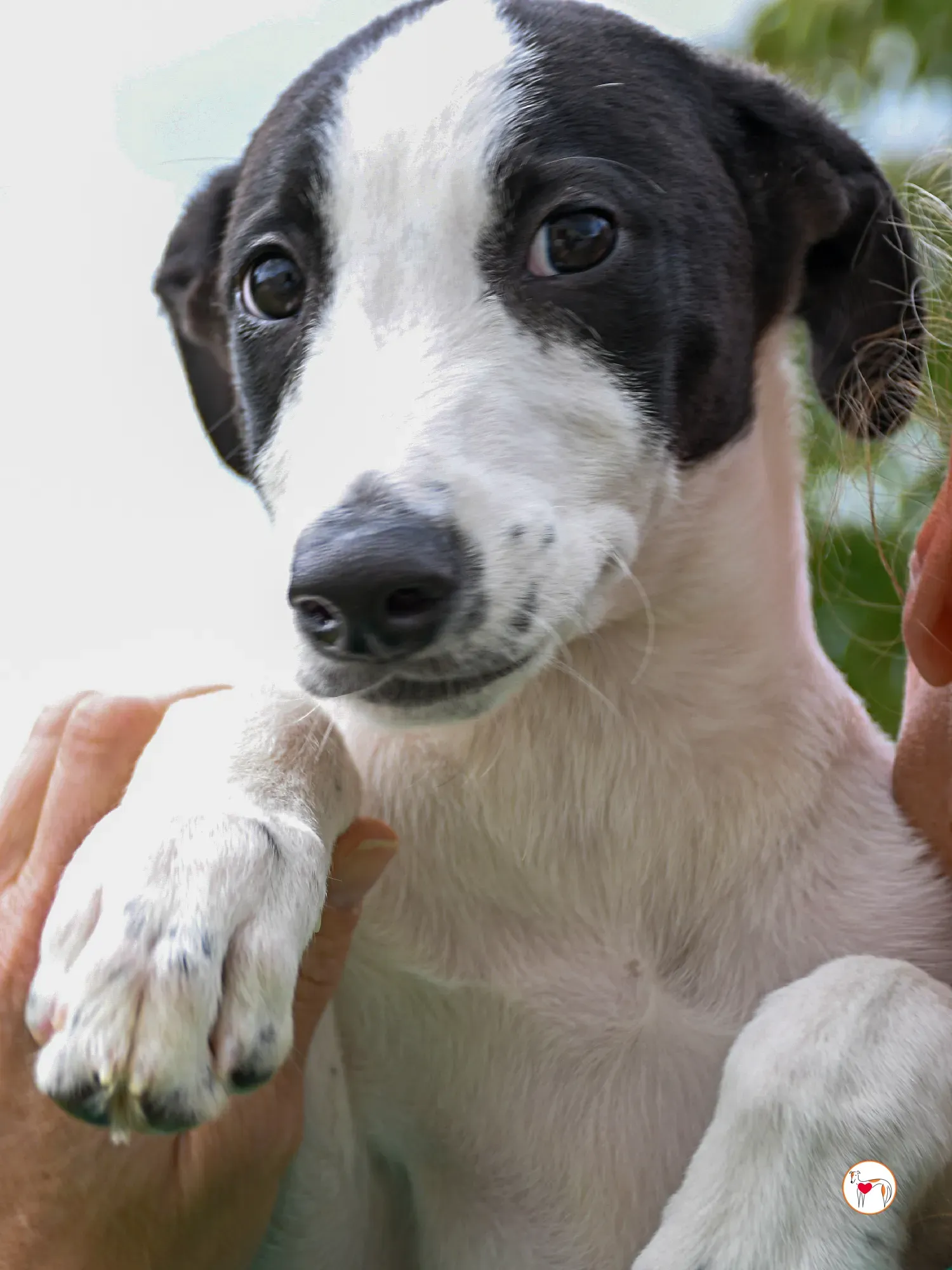 josh grey cucciolo adozione 35