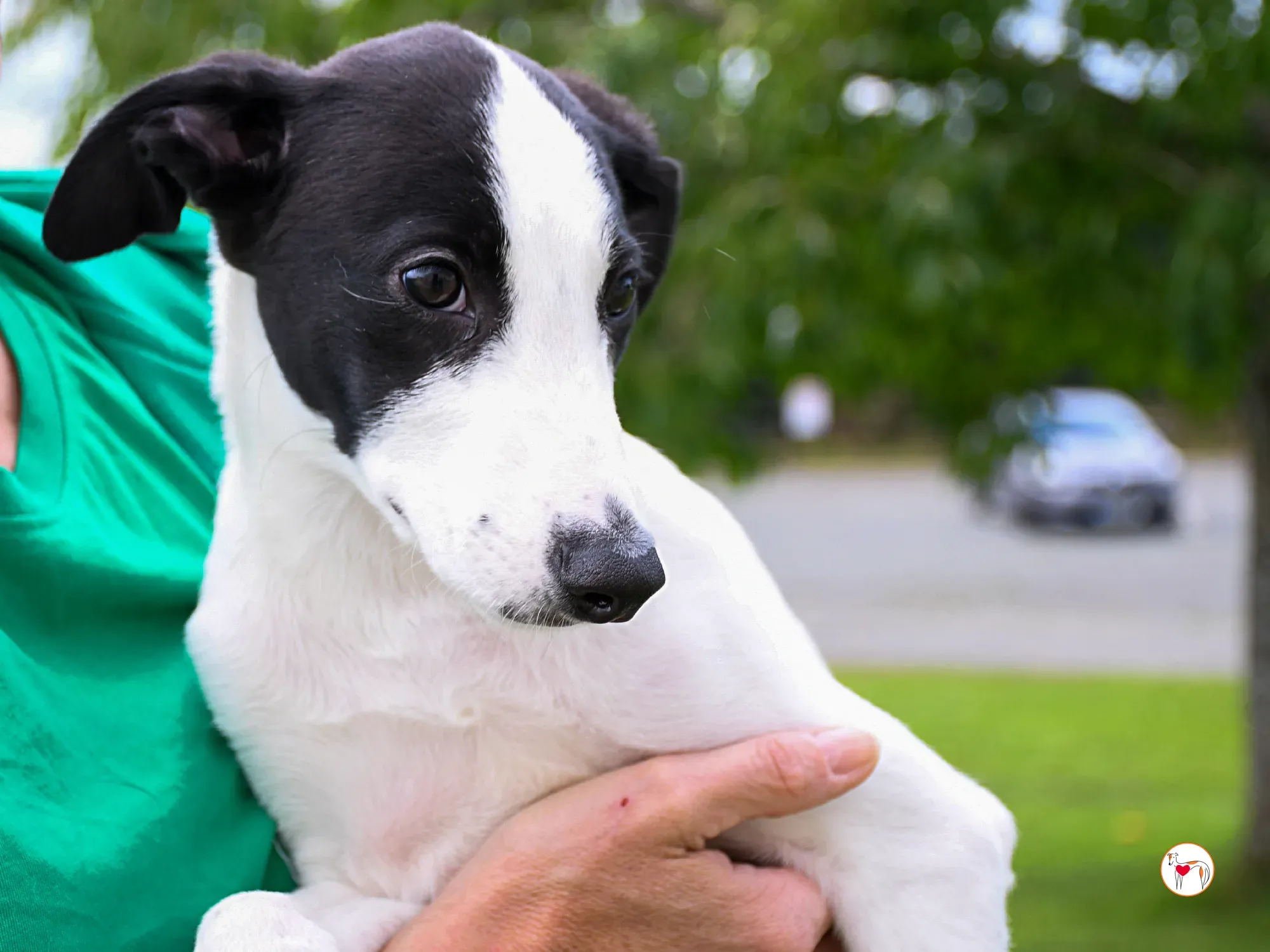 josh grey cucciolo adozione 36