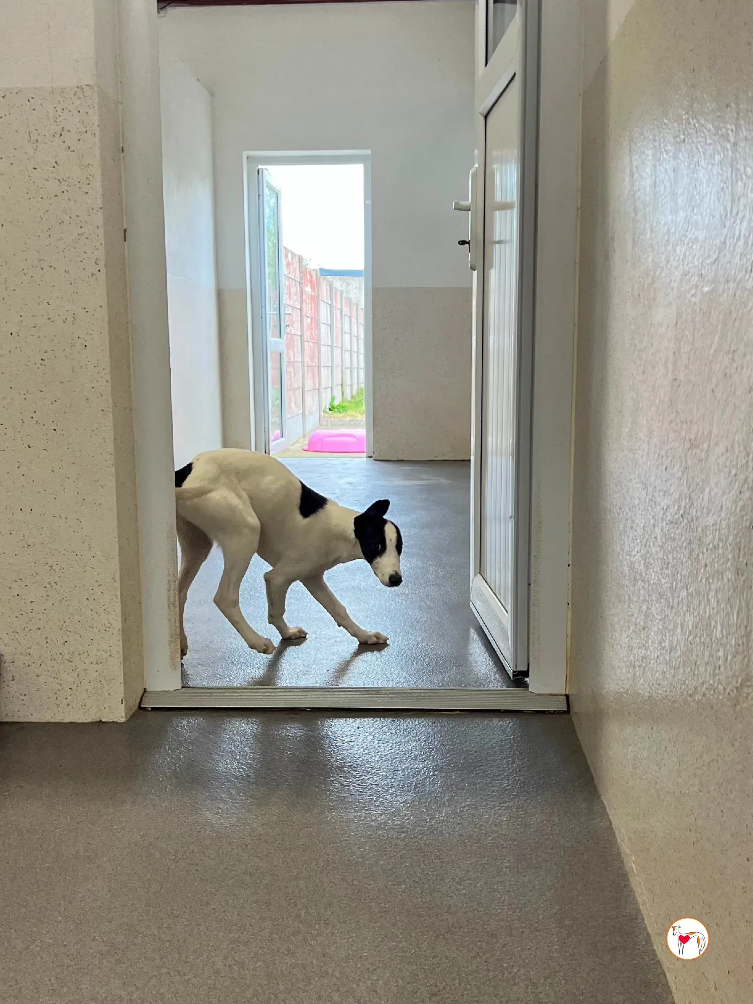 josh grey cucciolo adozione 37