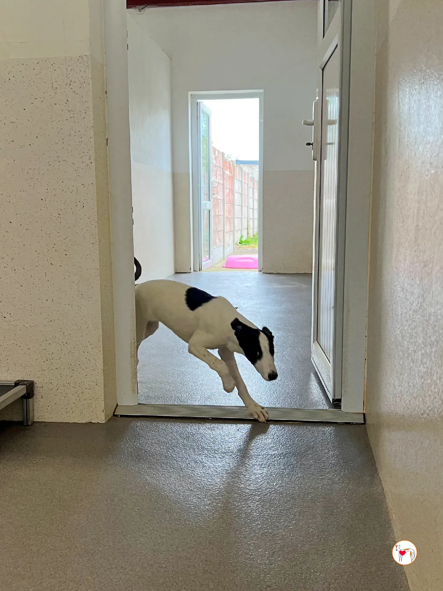 josh grey cucciolo adozione 38