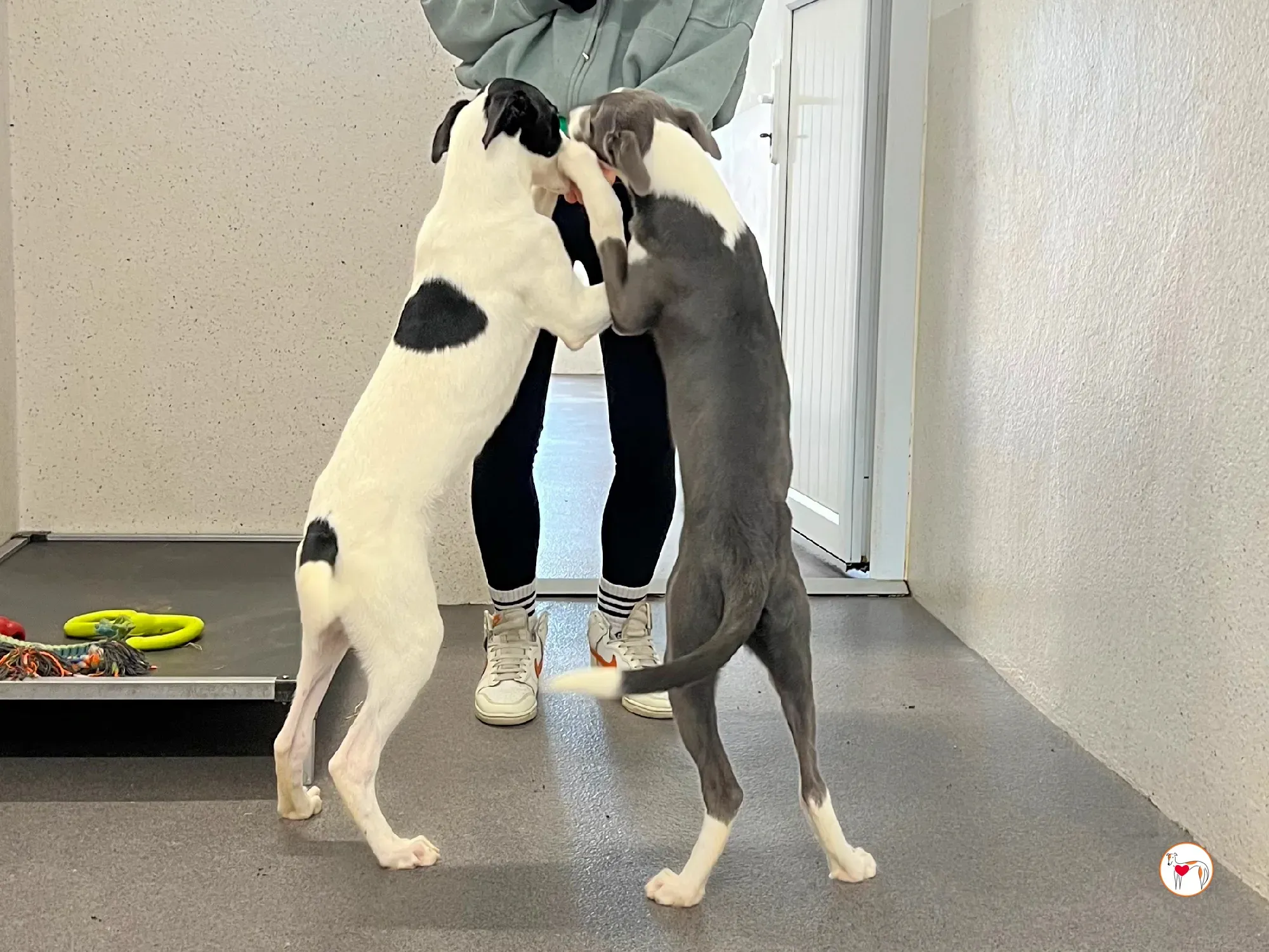 josh grey cucciolo adozione 39