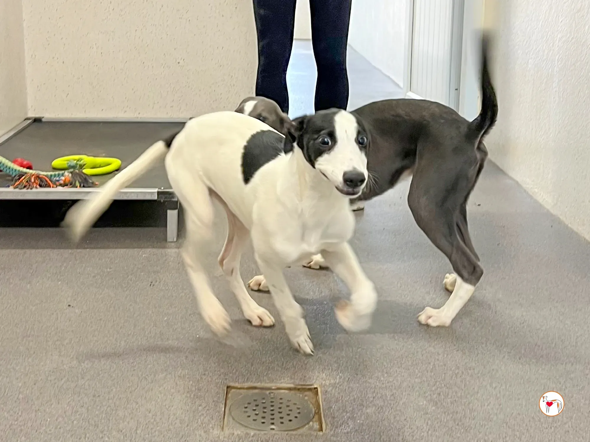 josh grey cucciolo adozione 40