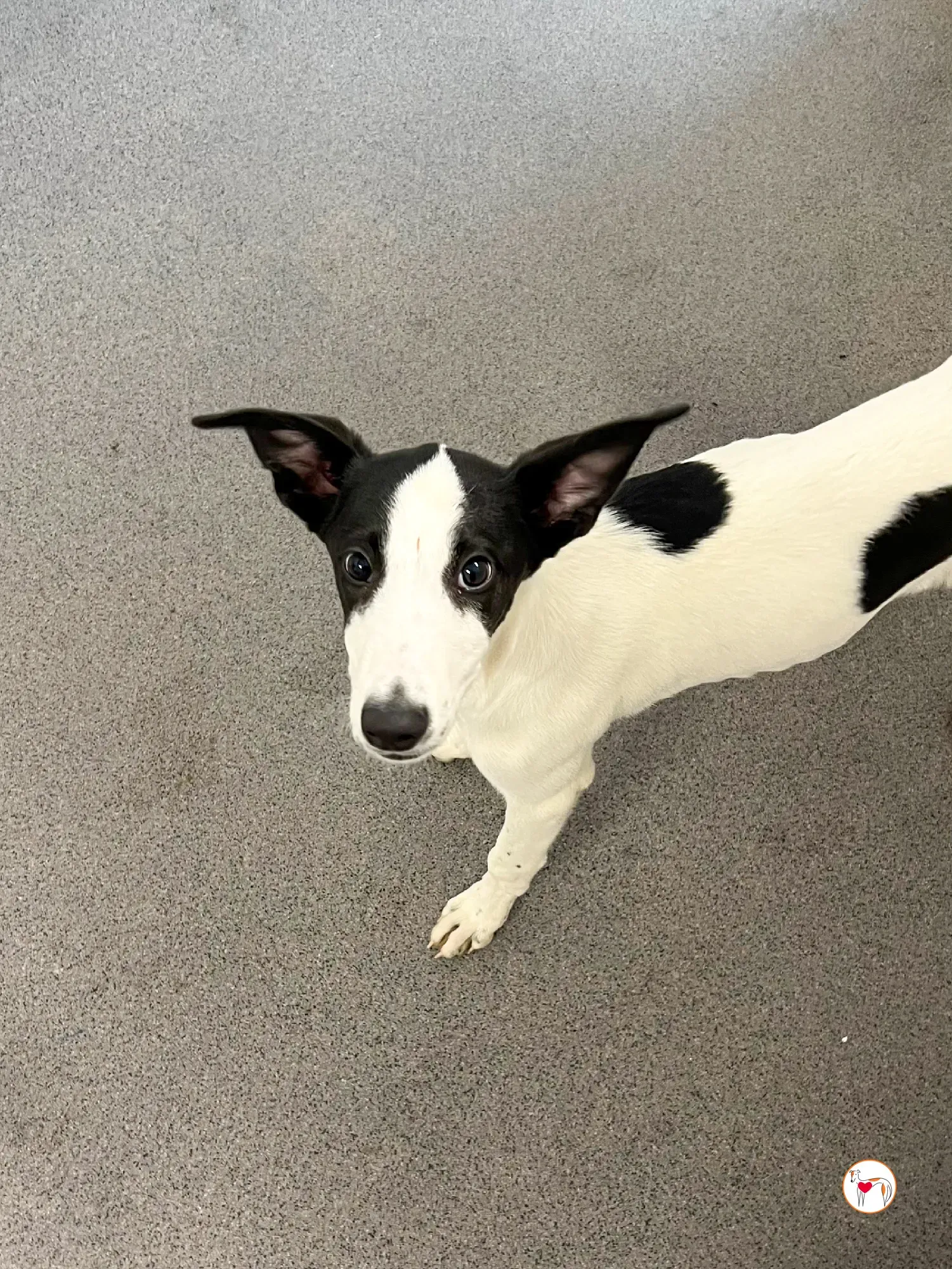 josh grey cucciolo adozione 41