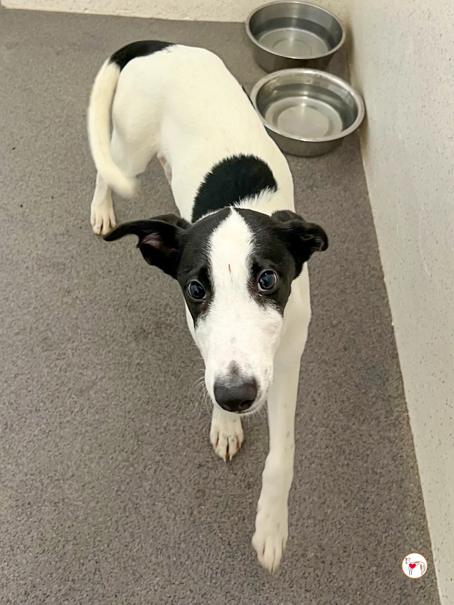 josh grey cucciolo adozione 42