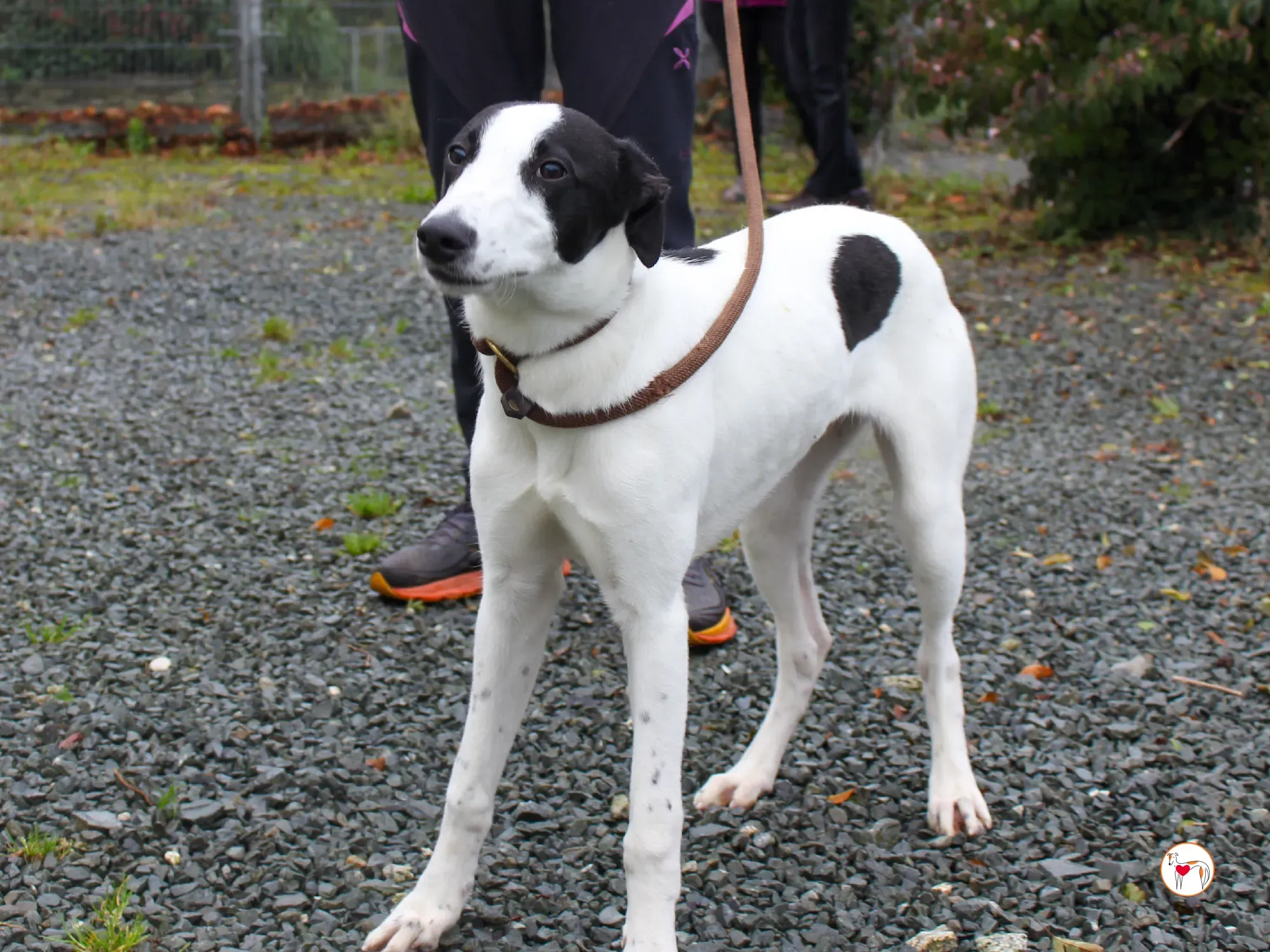 josh grey cucciolo adozione 43