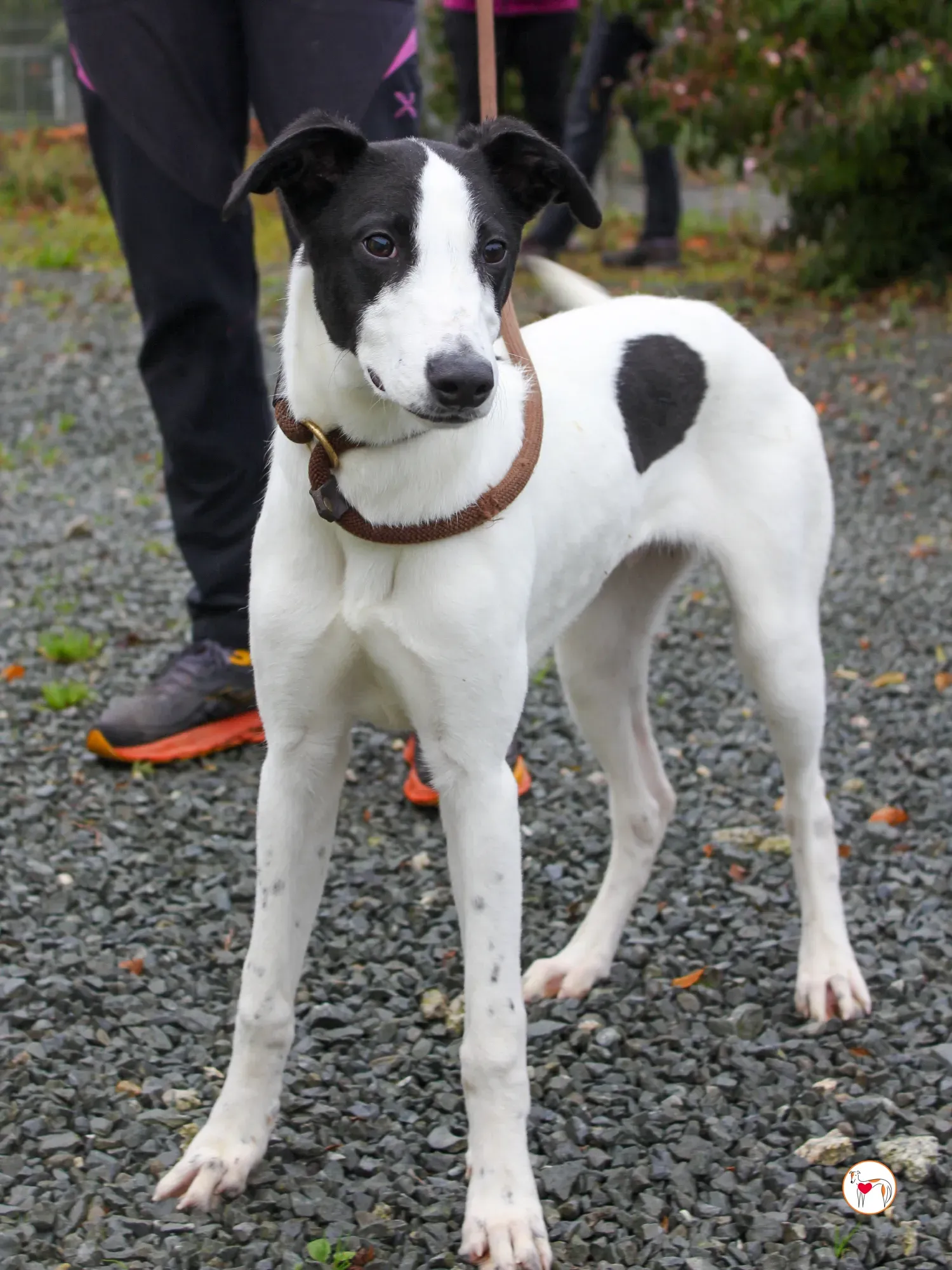 josh grey cucciolo adozione 44