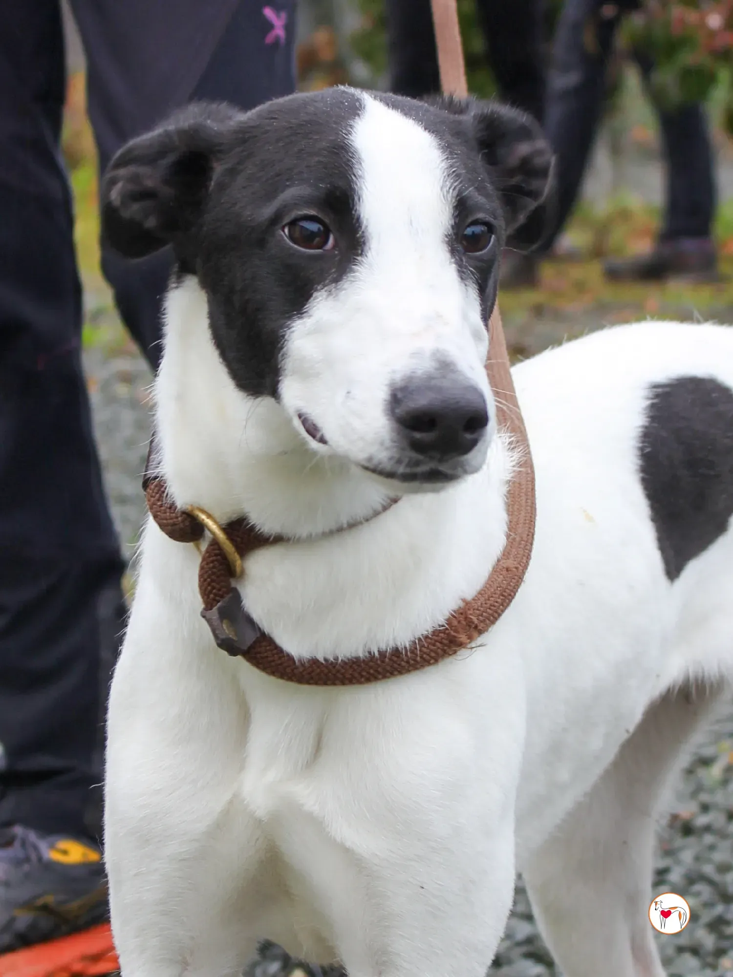 josh grey cucciolo adozione 45