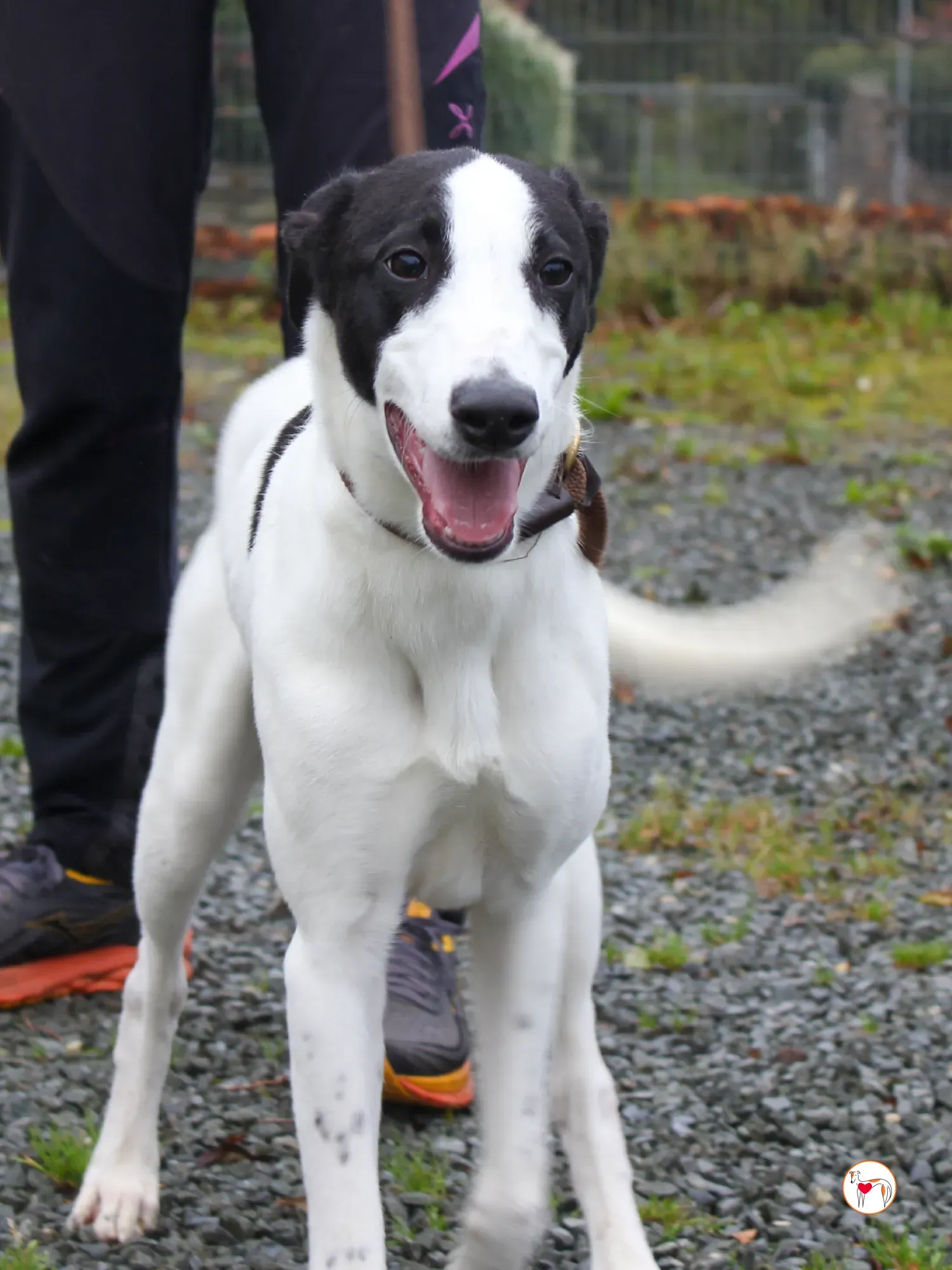 josh grey cucciolo adozione 46