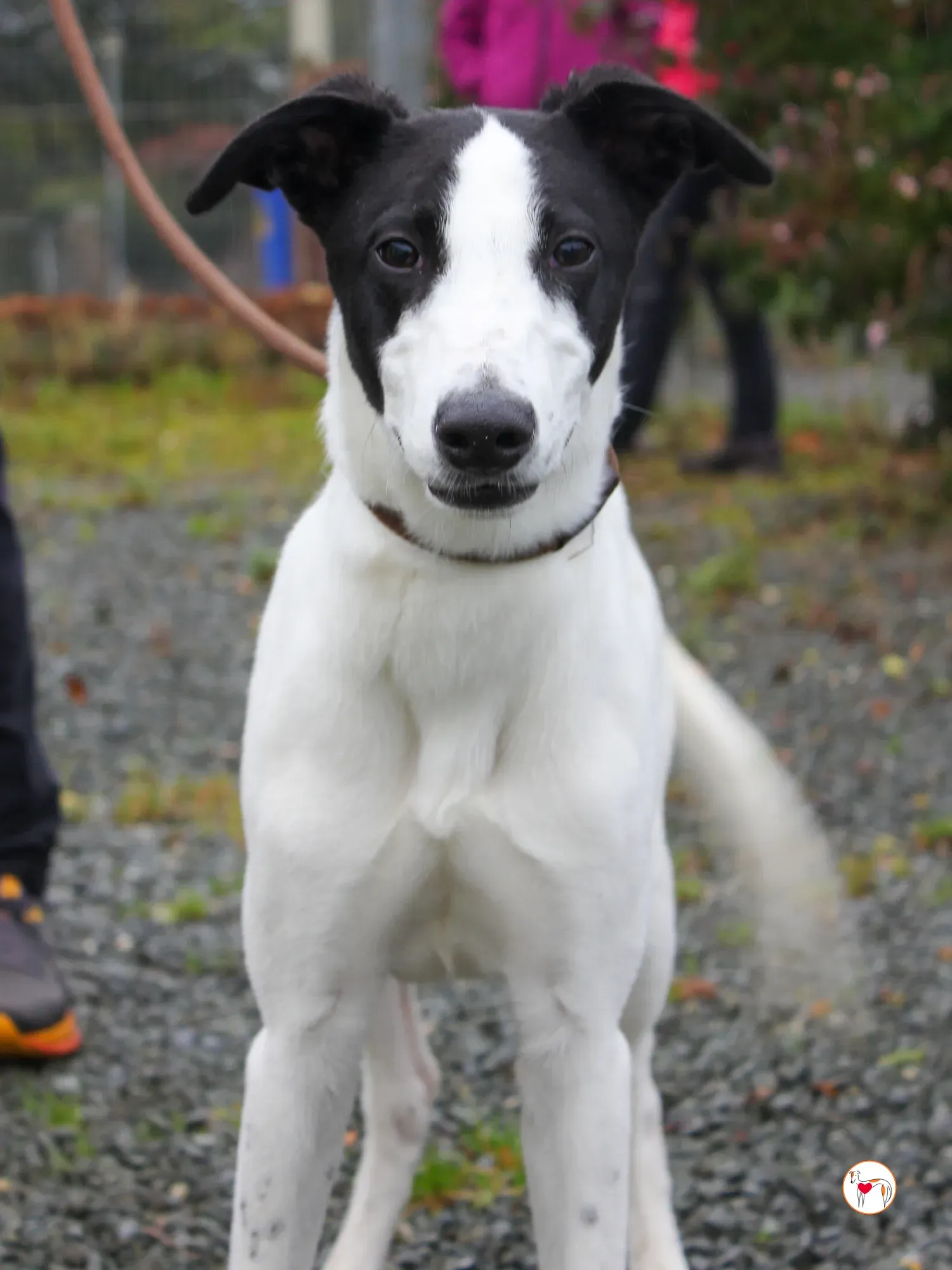 josh grey cucciolo adozione 47