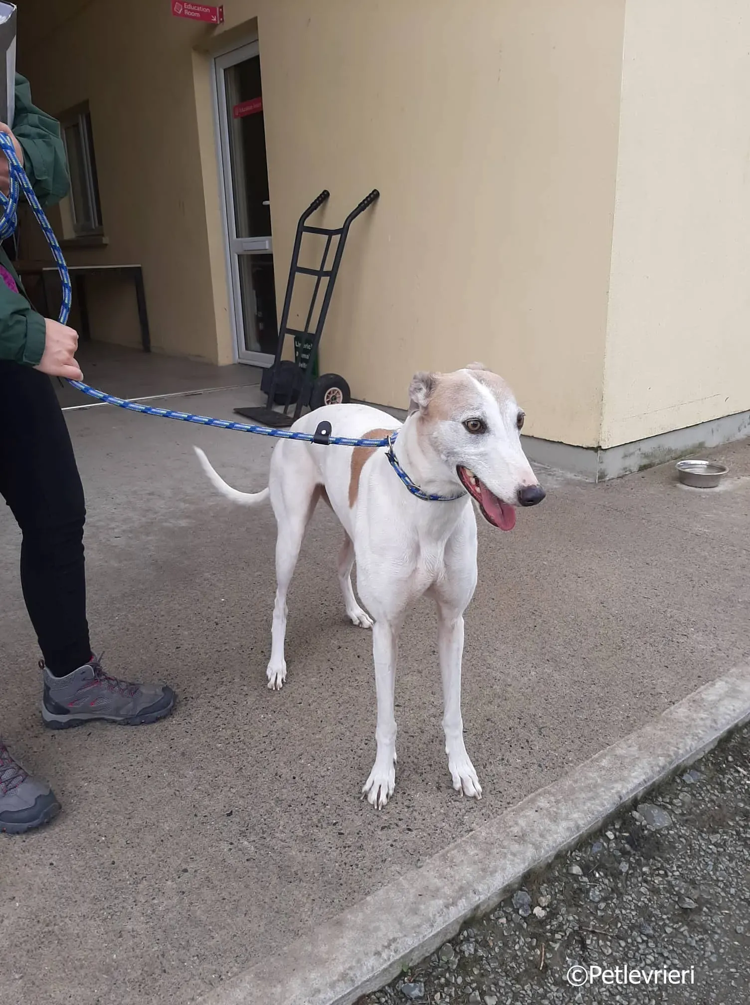 josie adozione levrieri greyhound 1