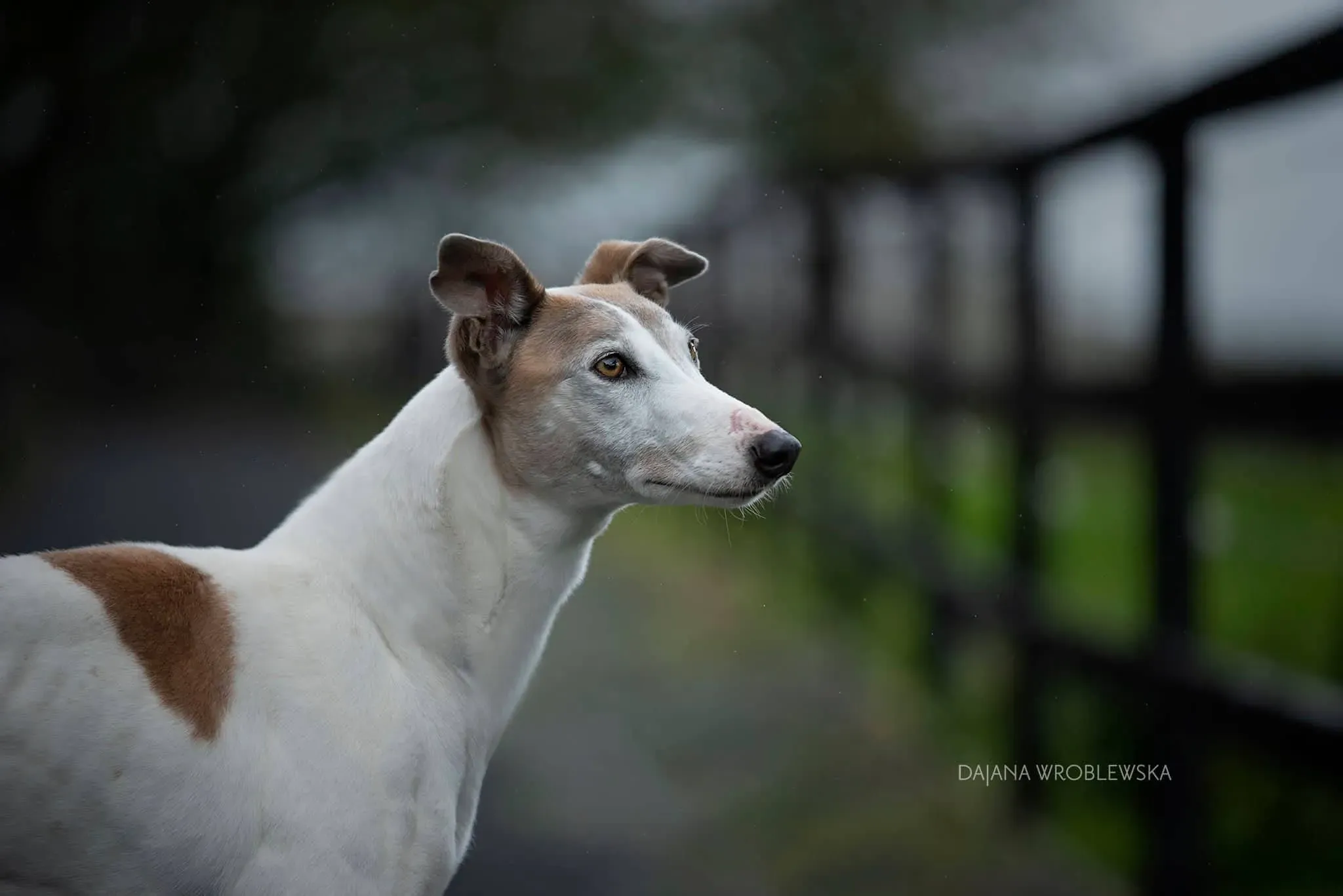 josie adozione levrieri greyhound 14