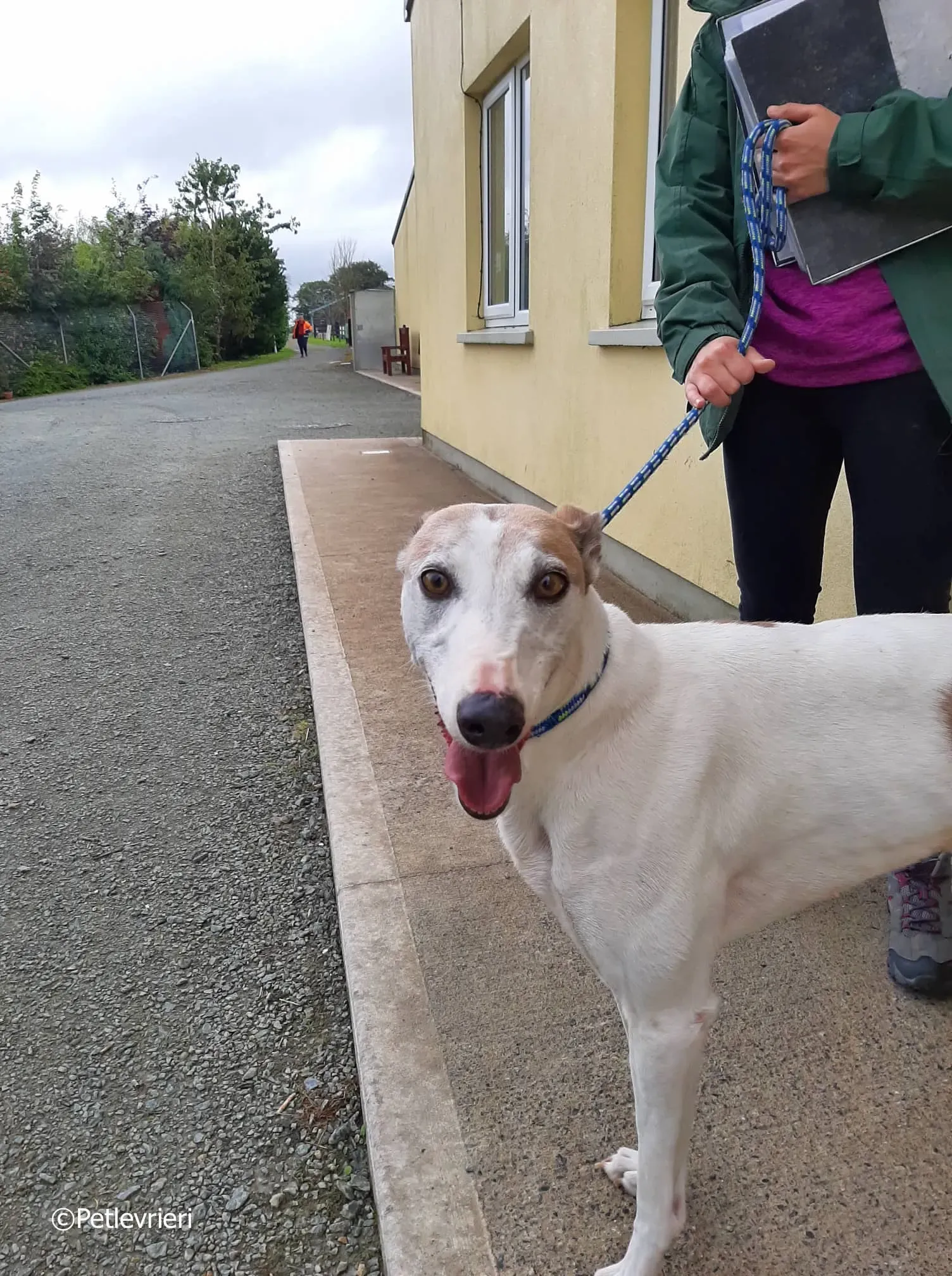 josie adozione levrieri greyhound 7