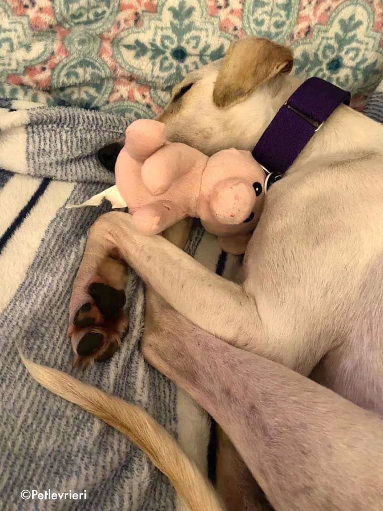 journey adozione levrieri greyhound 1