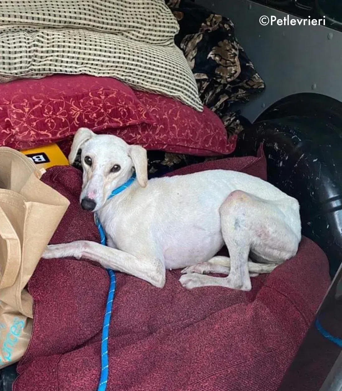 journey adozione levrieri greyhound 10