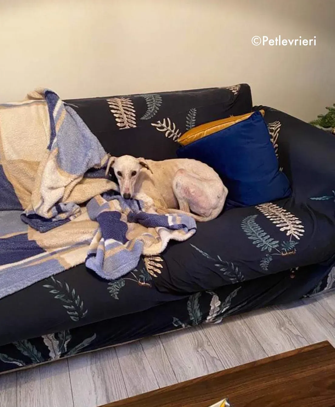 journey adozione levrieri greyhound 11