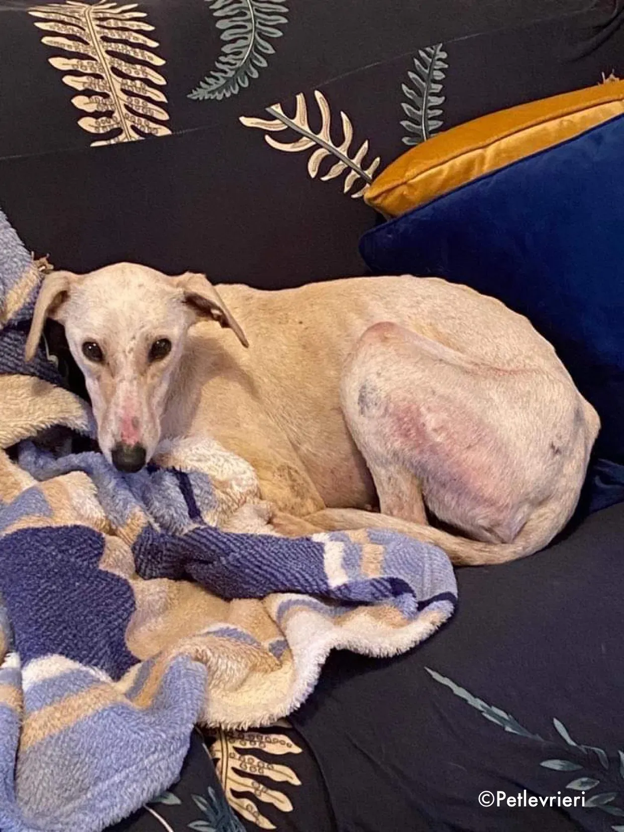 journey adozione levrieri greyhound 12