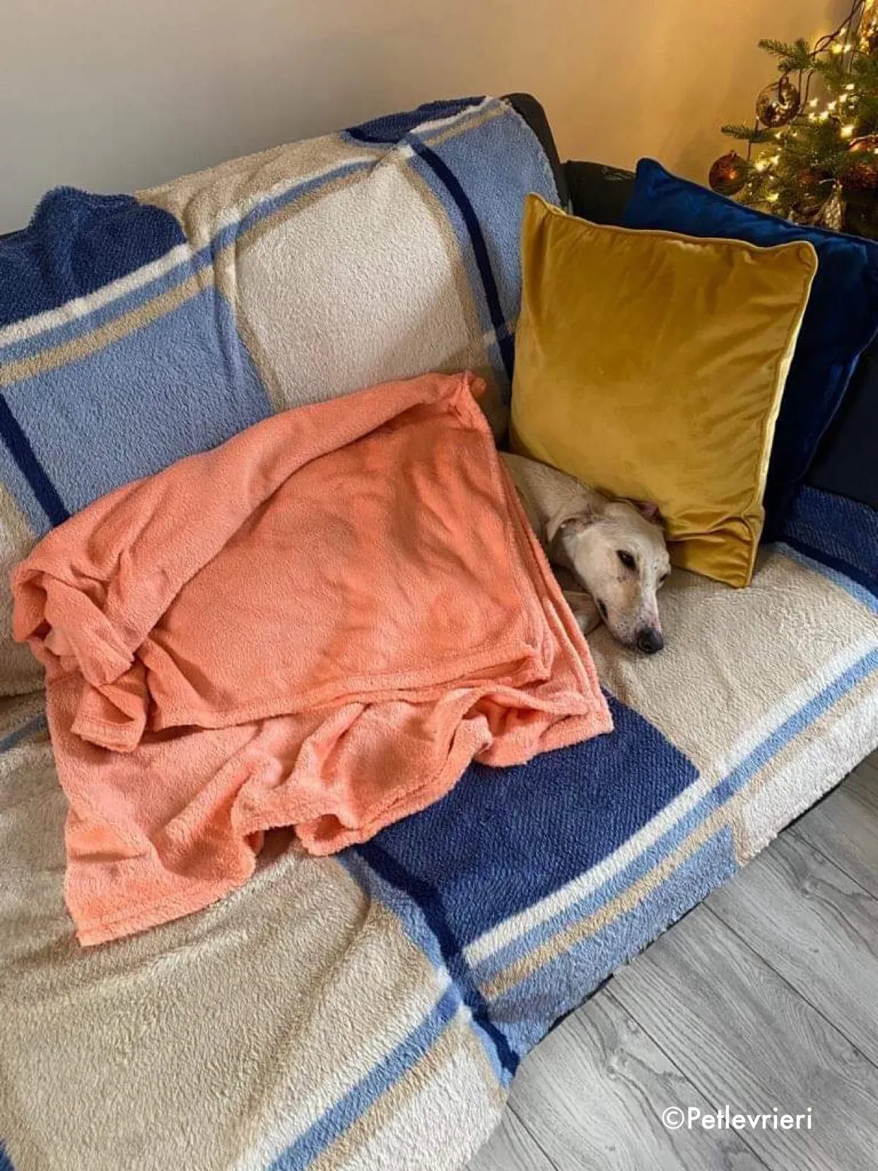 journey adozione levrieri greyhound 13