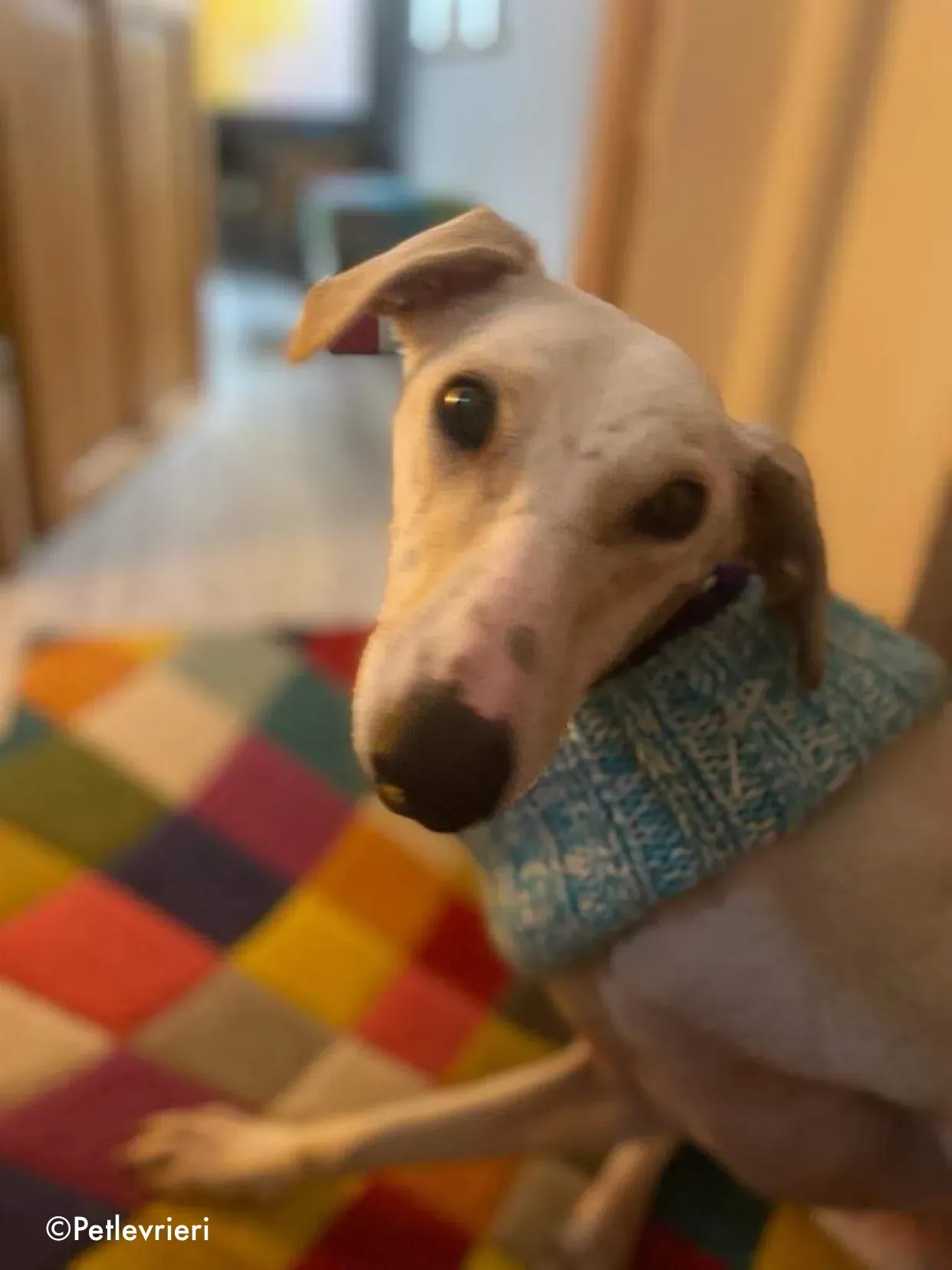 journey adozione levrieri greyhound 14