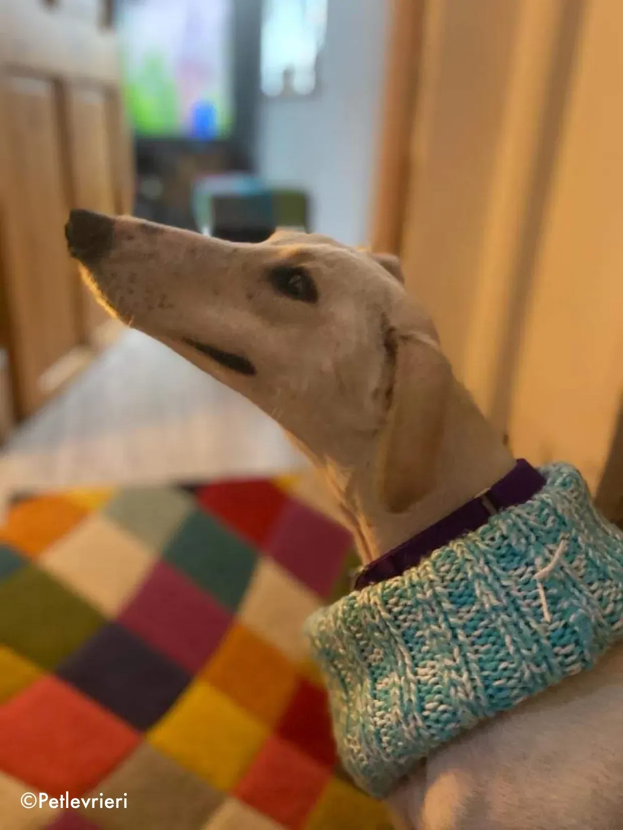 journey adozione levrieri greyhound 15