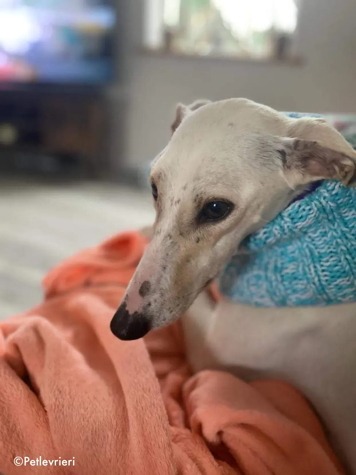 journey adozione levrieri greyhound 16