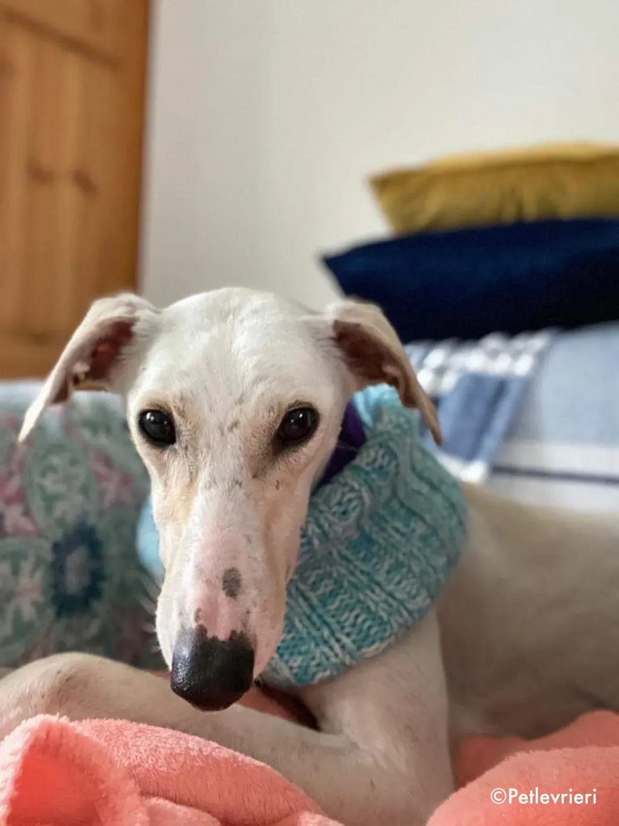 journey adozione levrieri greyhound 17