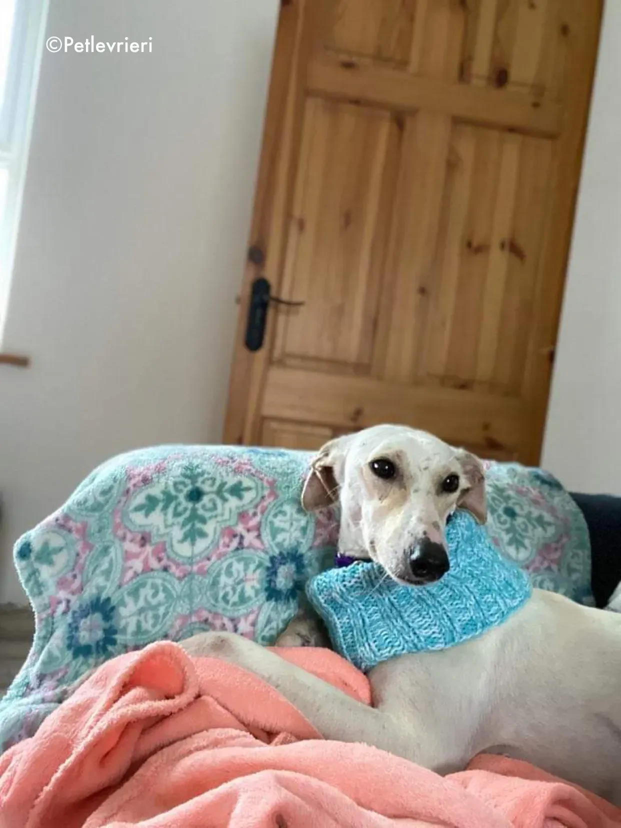 journey adozione levrieri greyhound 18