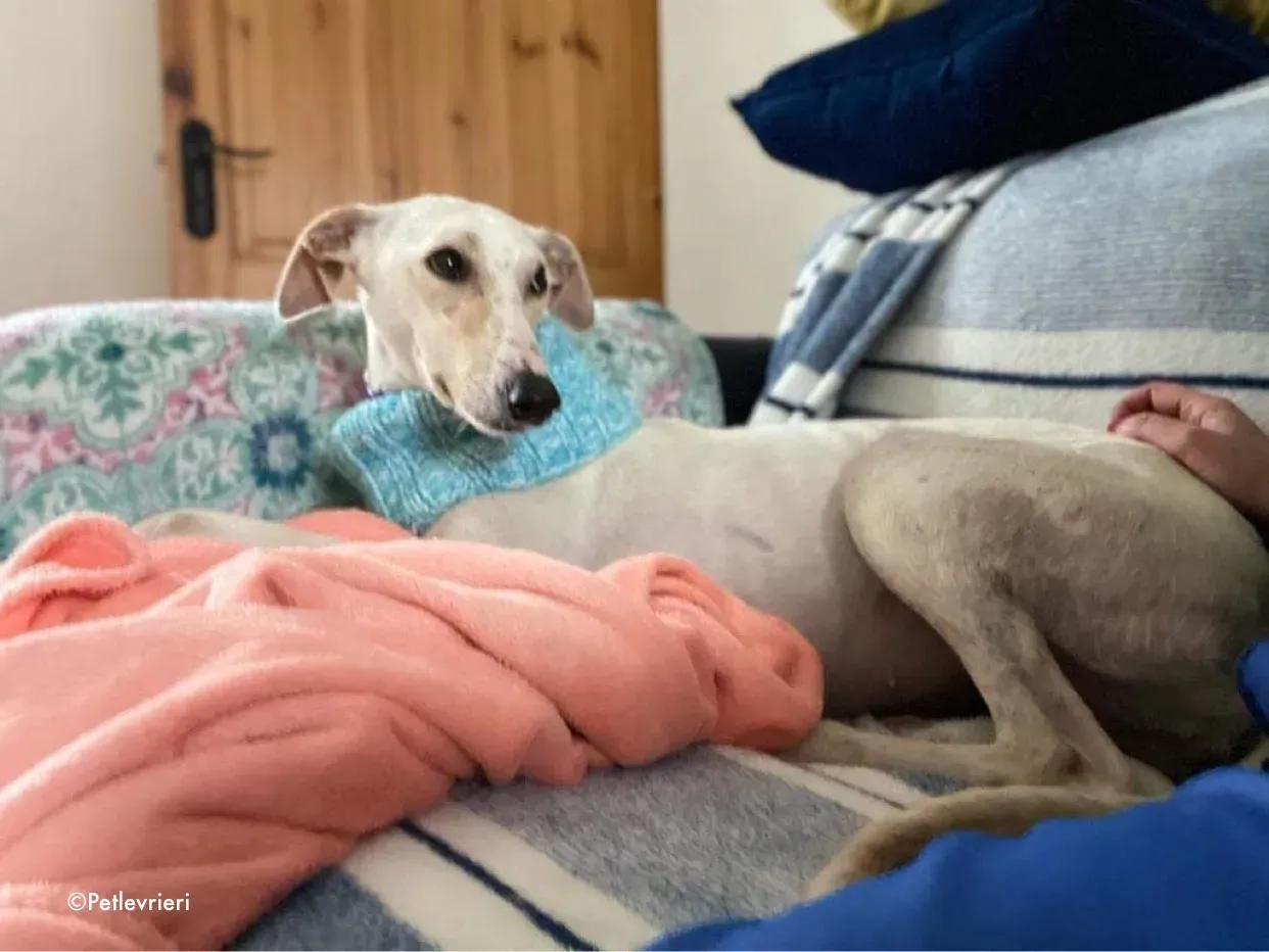 journey adozione levrieri greyhound 19