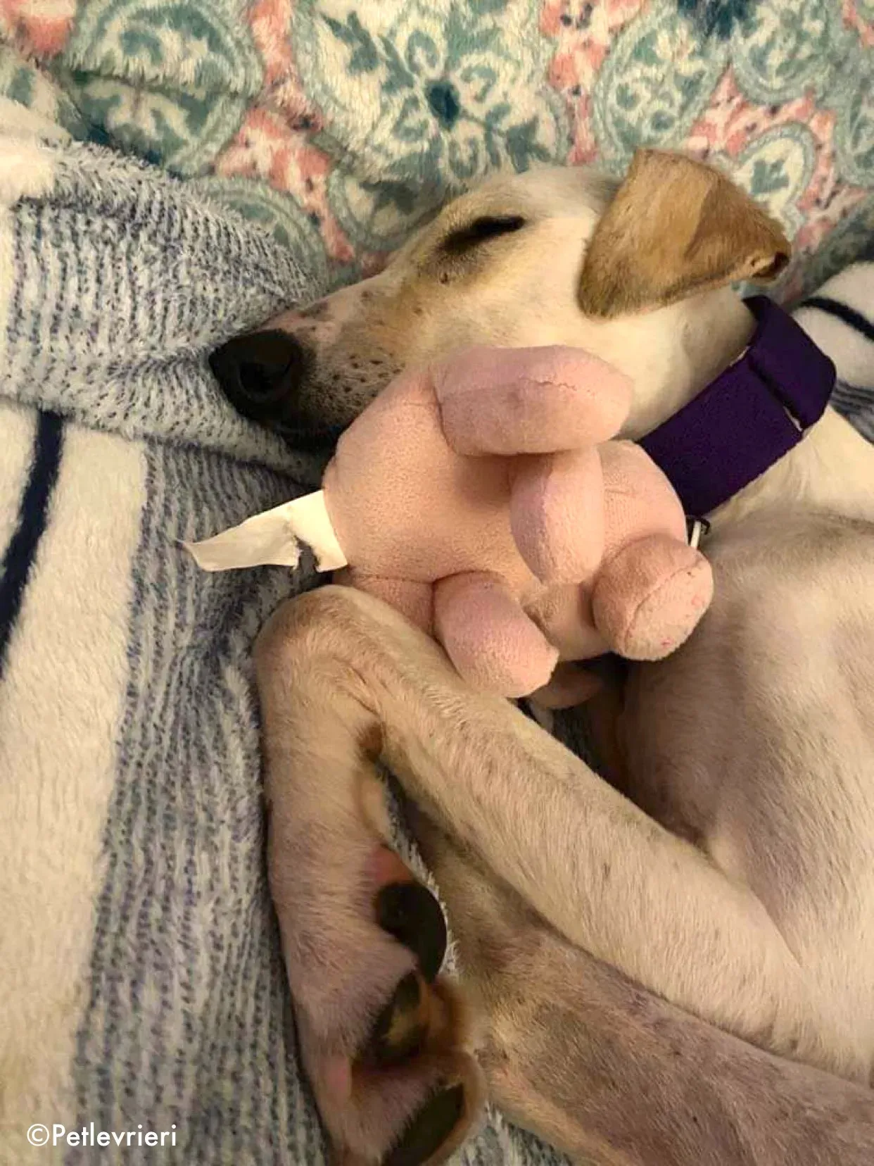 journey adozione levrieri greyhound 2