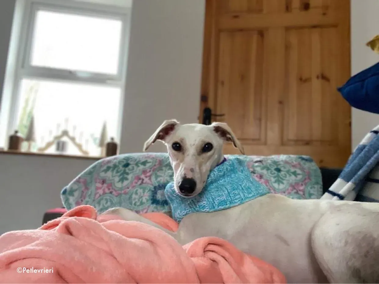 journey adozione levrieri greyhound 20