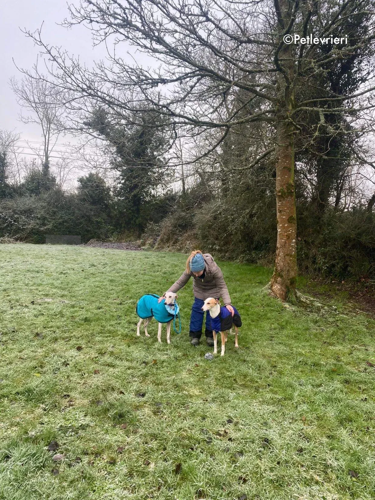 journey adozione levrieri greyhound 21