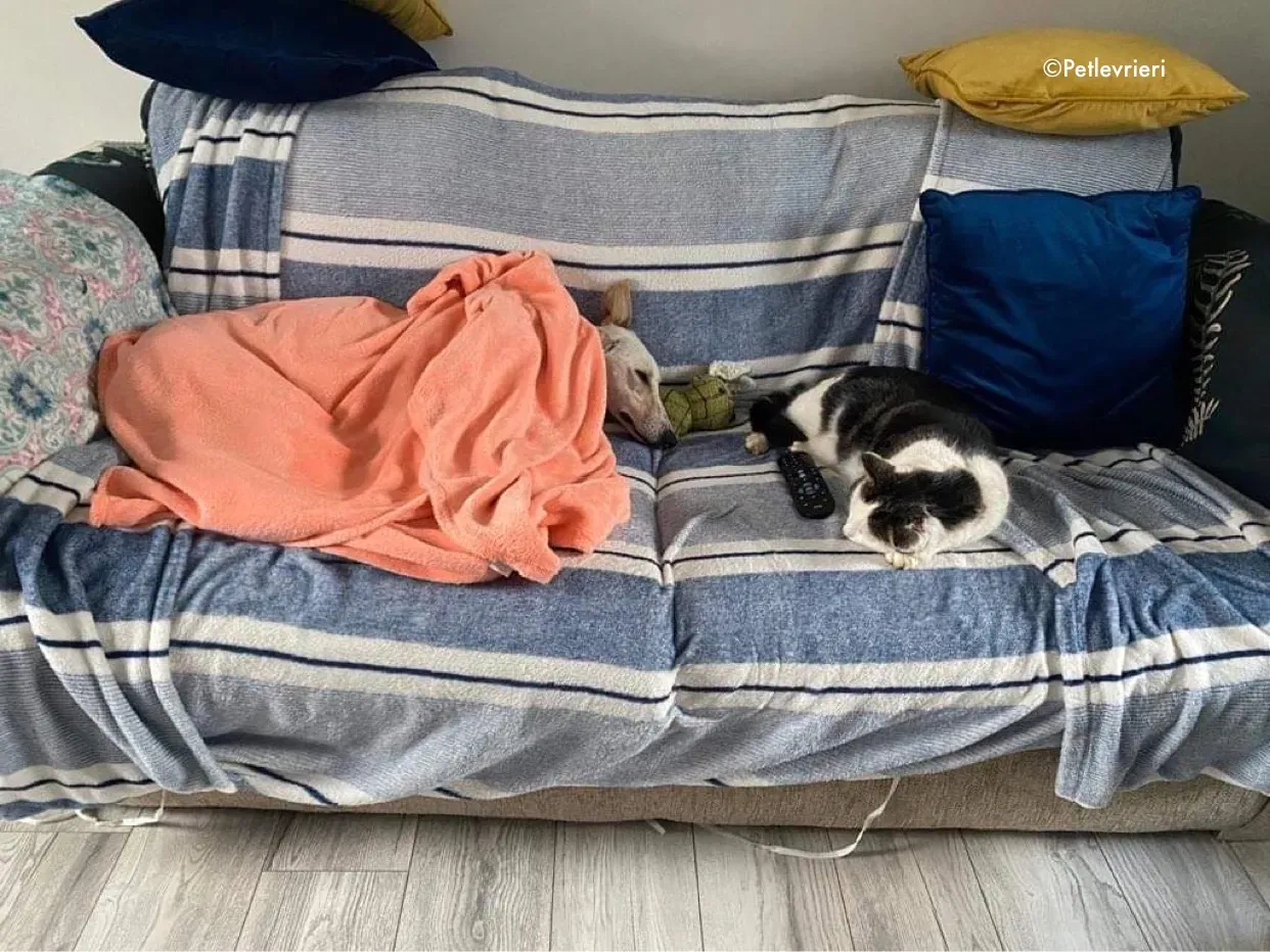 journey adozione levrieri greyhound 22