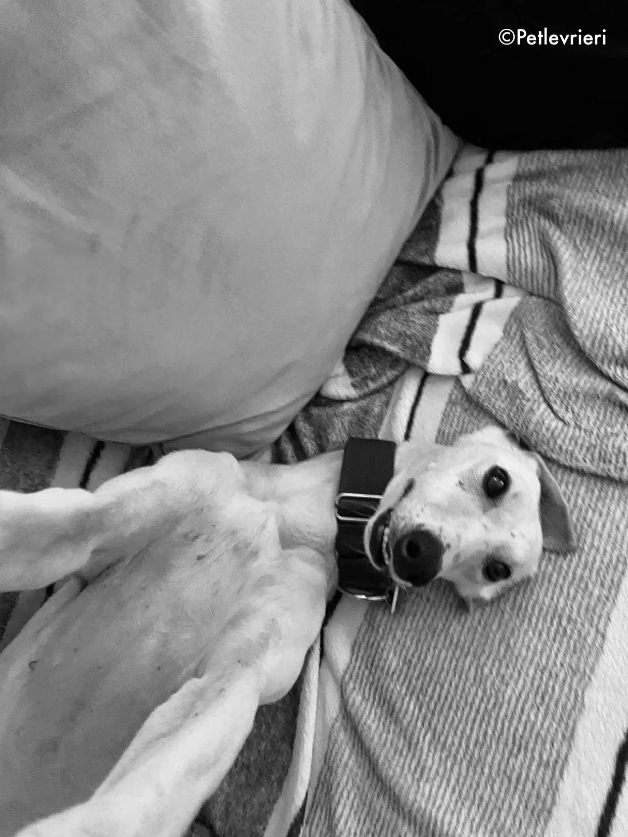 journey adozione levrieri greyhound 23