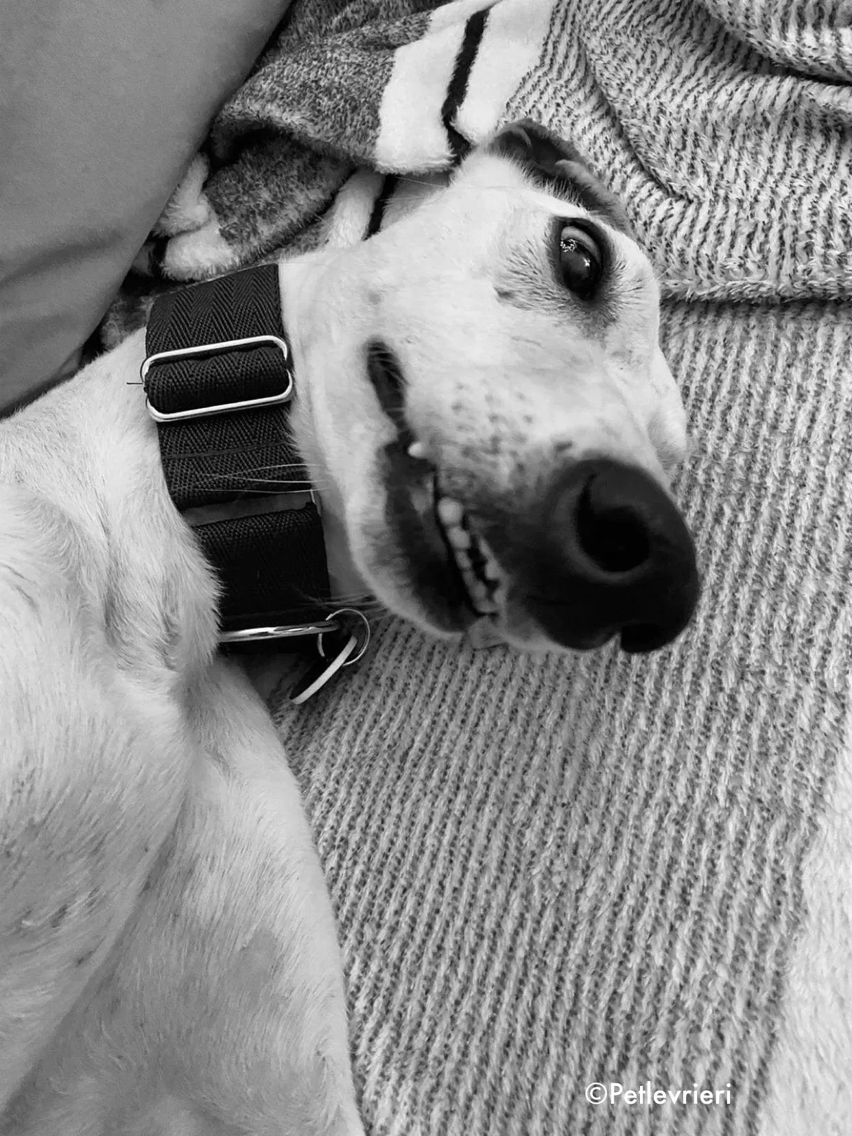 journey adozione levrieri greyhound 24