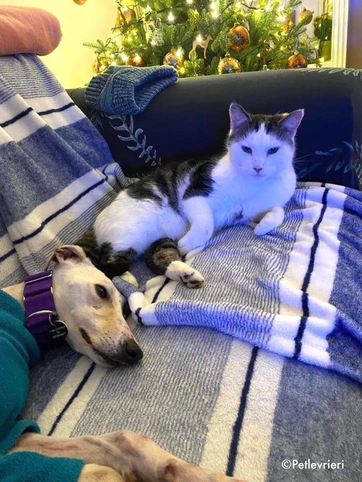 journey adozione levrieri greyhound 25