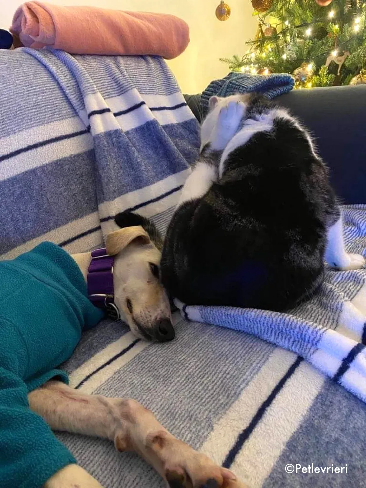 journey adozione levrieri greyhound 26