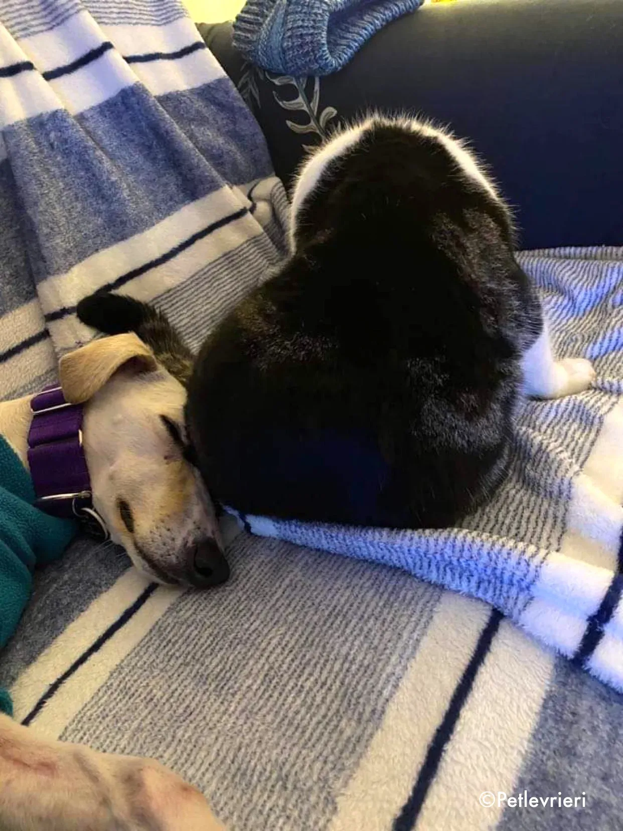 journey adozione levrieri greyhound 27