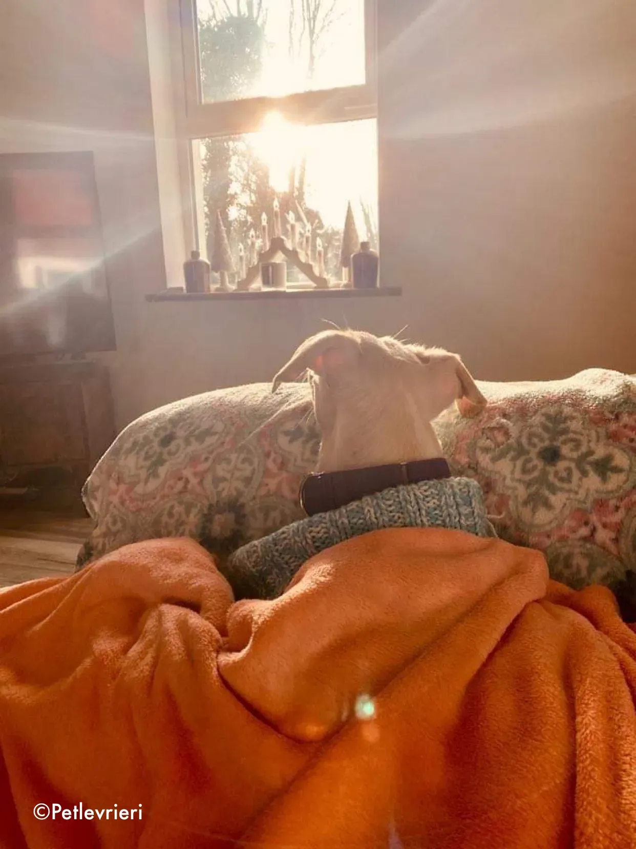 journey adozione levrieri greyhound 28