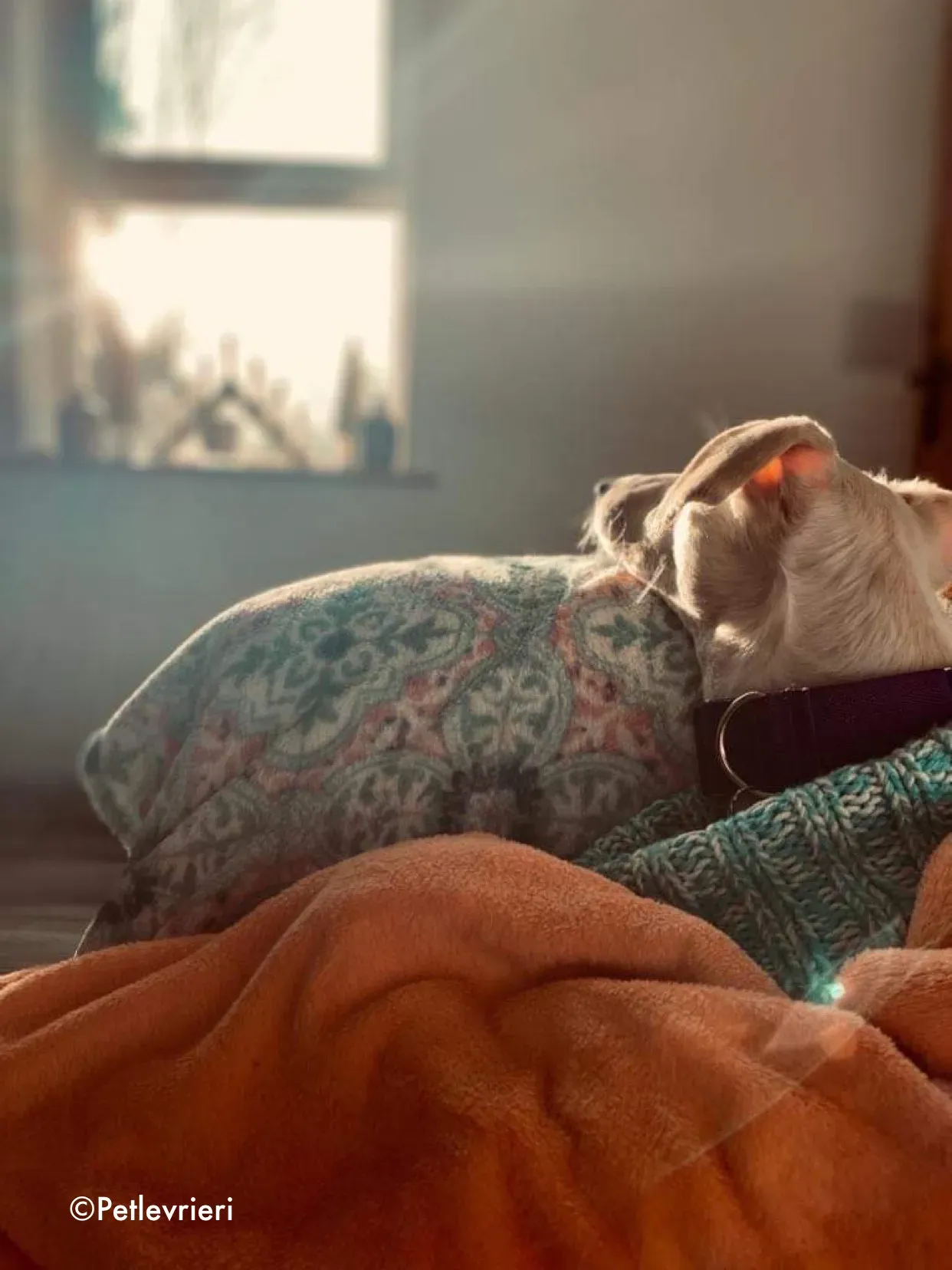 journey adozione levrieri greyhound 29