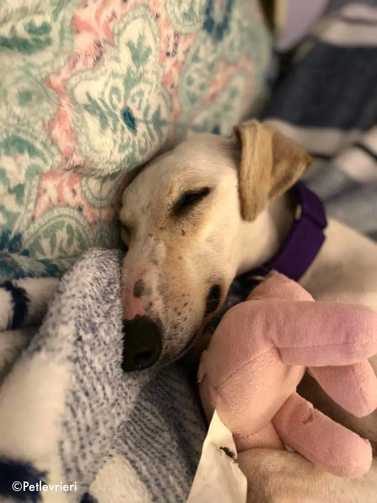 journey adozione levrieri greyhound 3