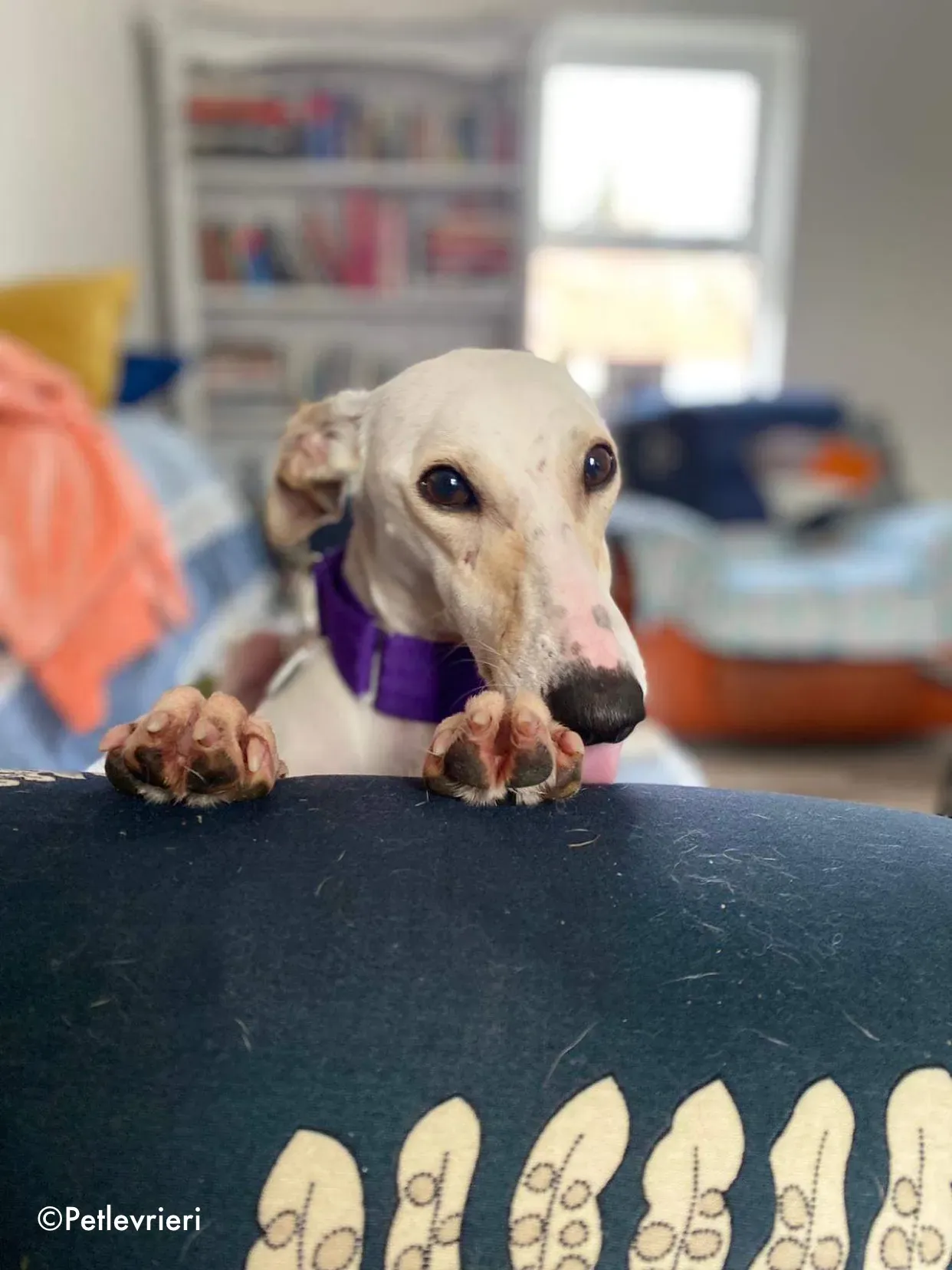 journey adozione levrieri greyhound 30