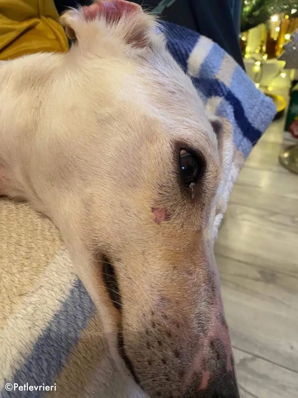 journey adozione levrieri greyhound 4