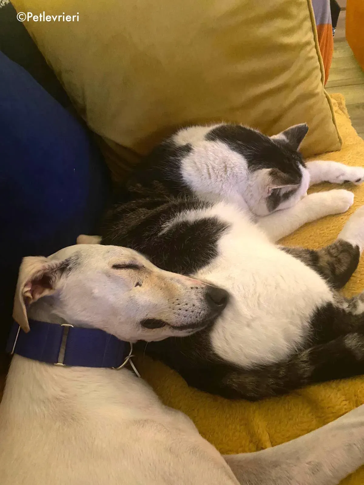 journey adozione levrieri greyhound 5 1