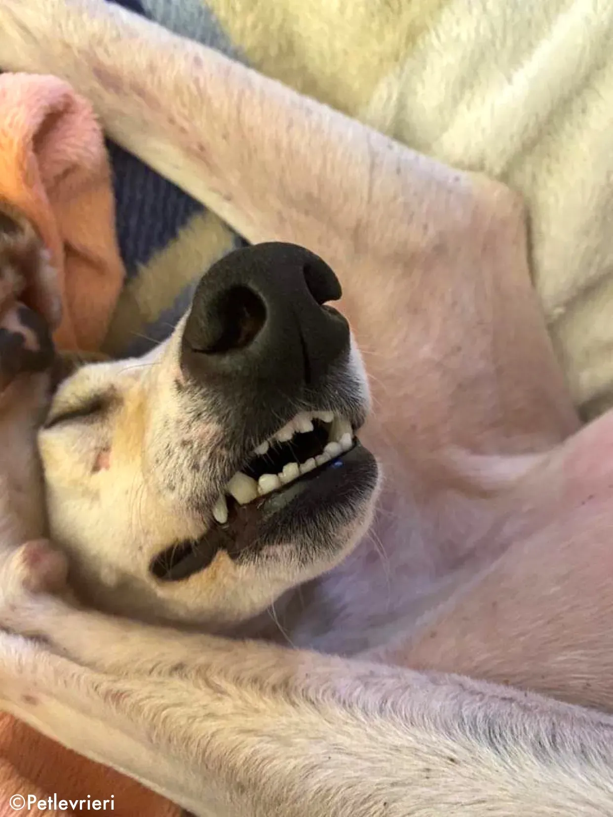 journey adozione levrieri greyhound 5