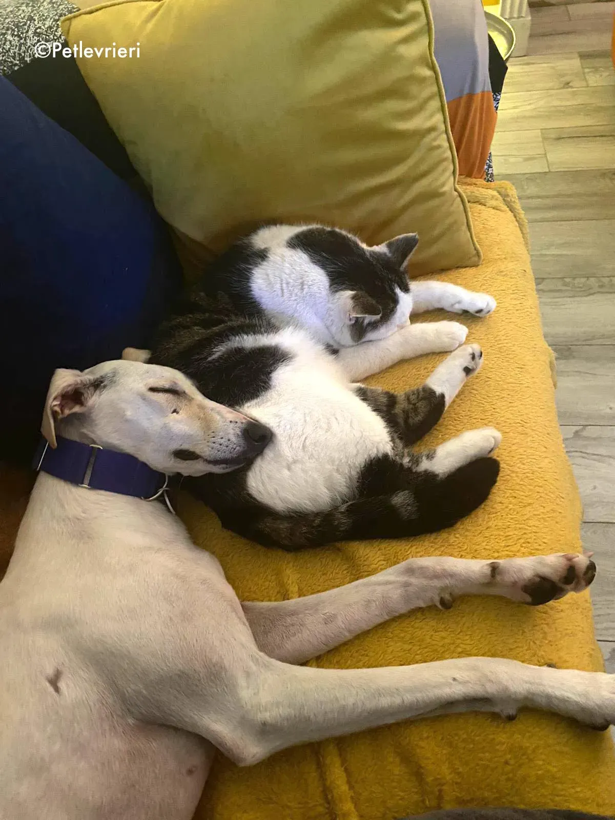 journey adozione levrieri greyhound 6 1