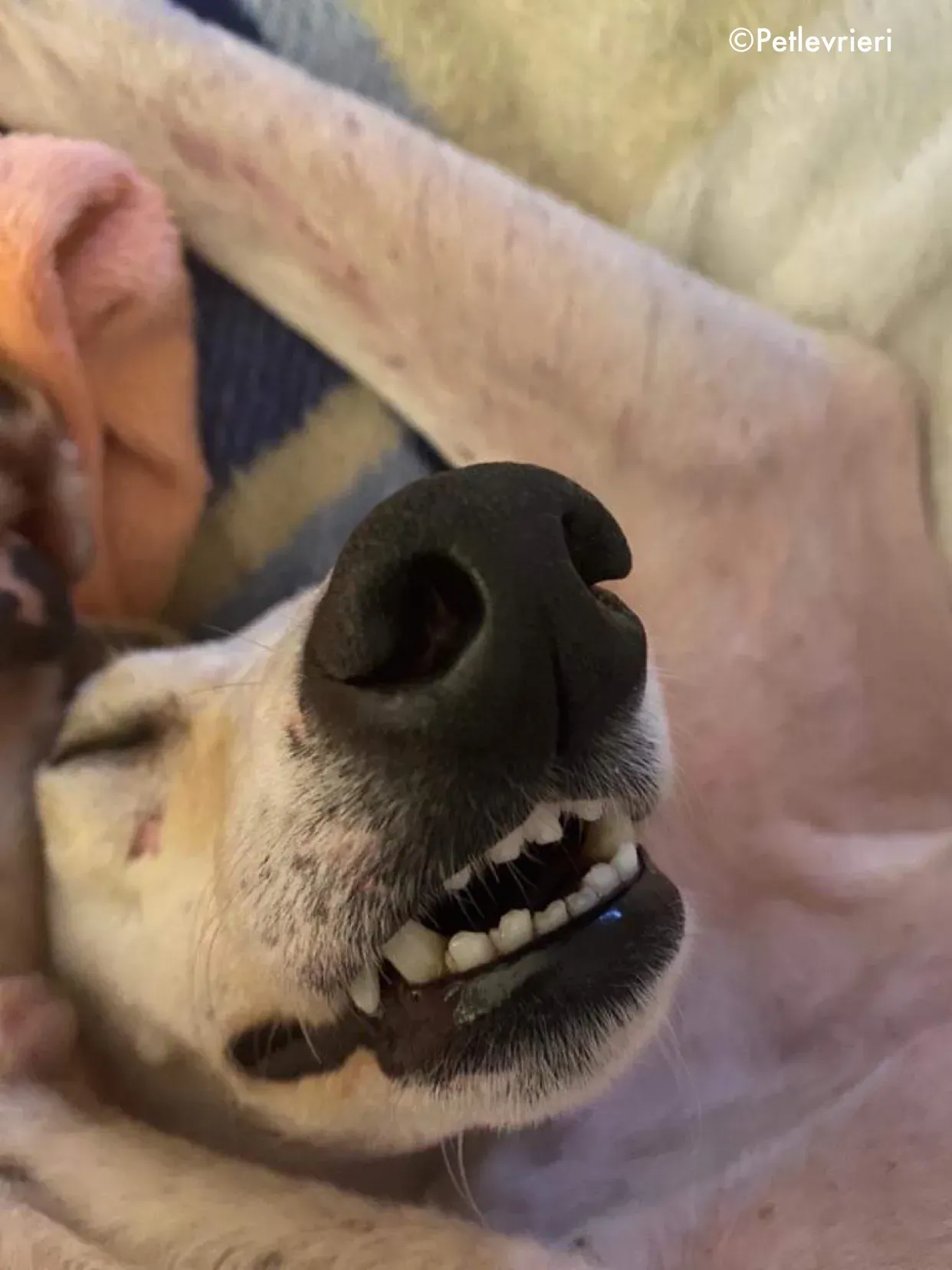 journey adozione levrieri greyhound 6