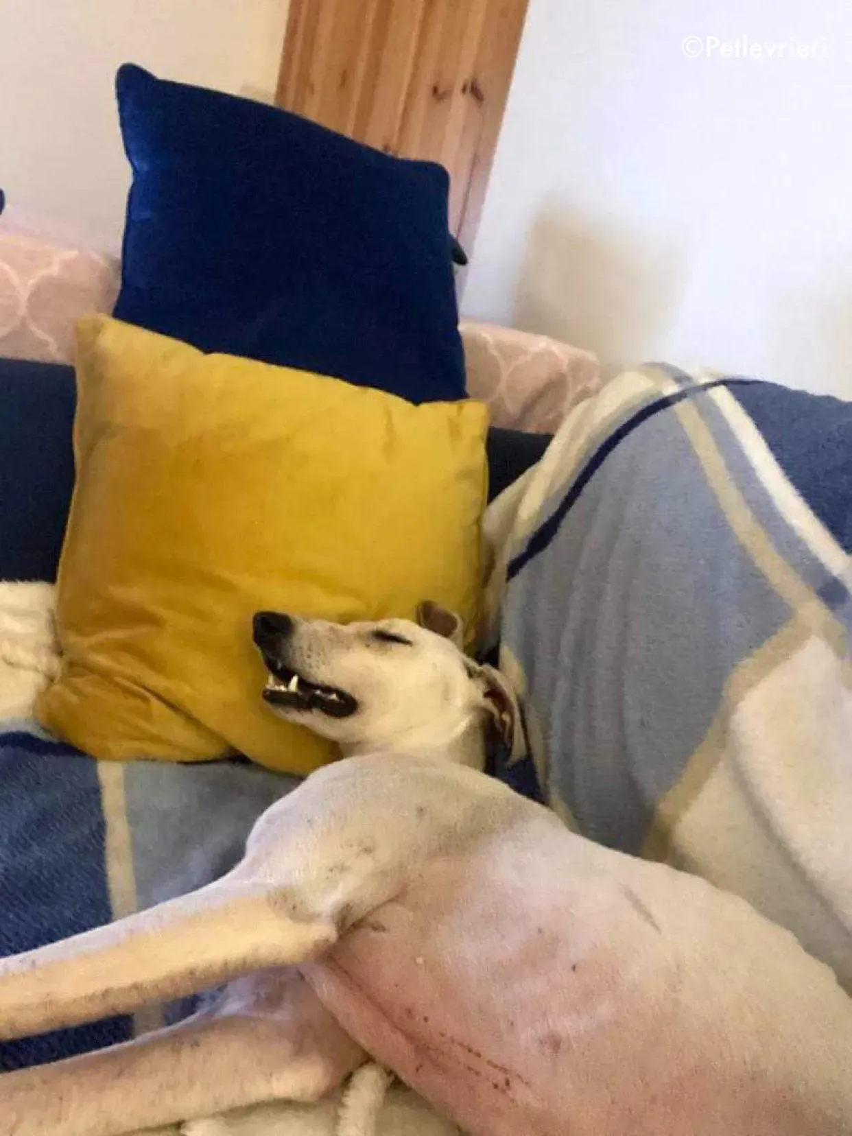 journey adozione levrieri greyhound 7